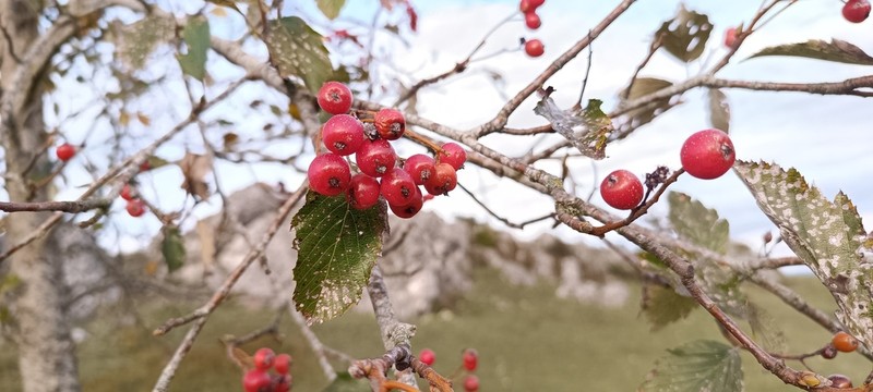 Karpatiosorbus fischeri photo 3