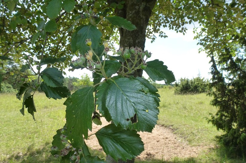 Karpatiosorbus fischeri photo 6