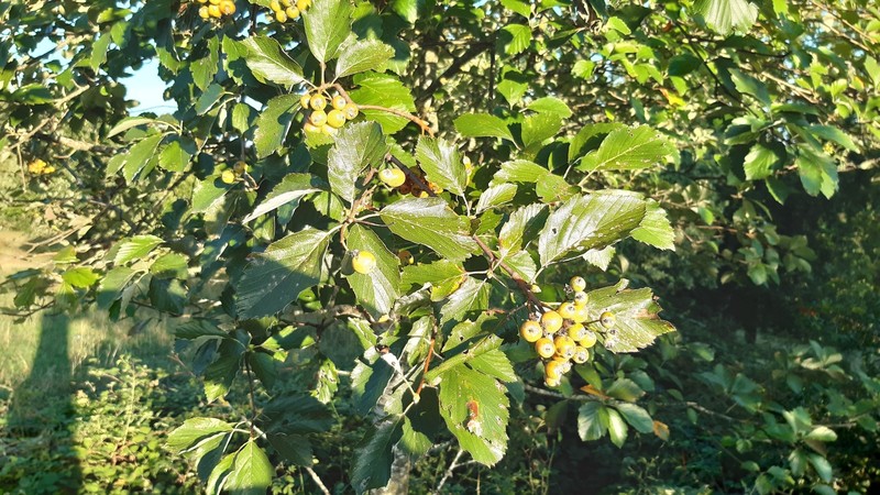 Karpatiosorbus fischeri photo 7