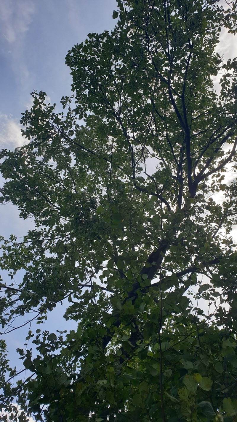 Karpatiosorbus franconica