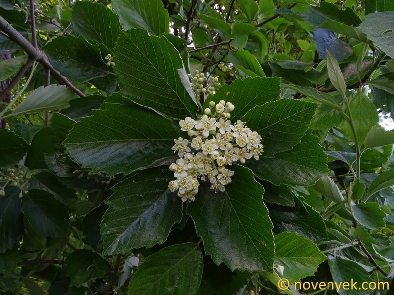 Karpatiosorbus franconica photo 2