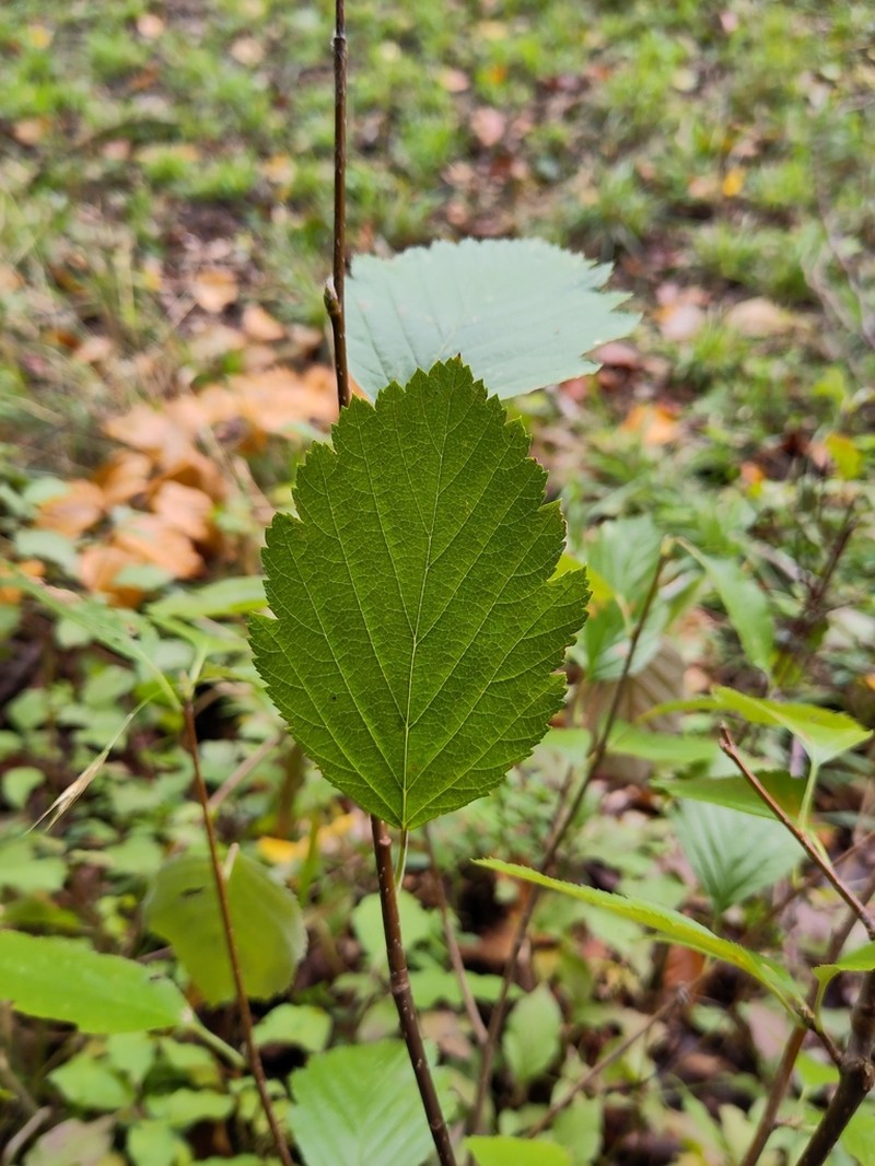Karpatiosorbus franconica photo 6