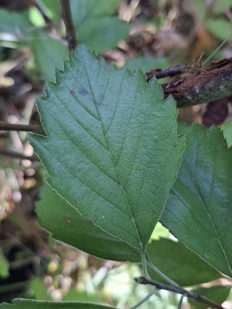 Karpatiosorbus franconica photo 7