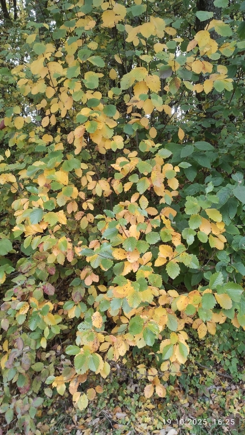 Karpatiosorbus franconica photo 8