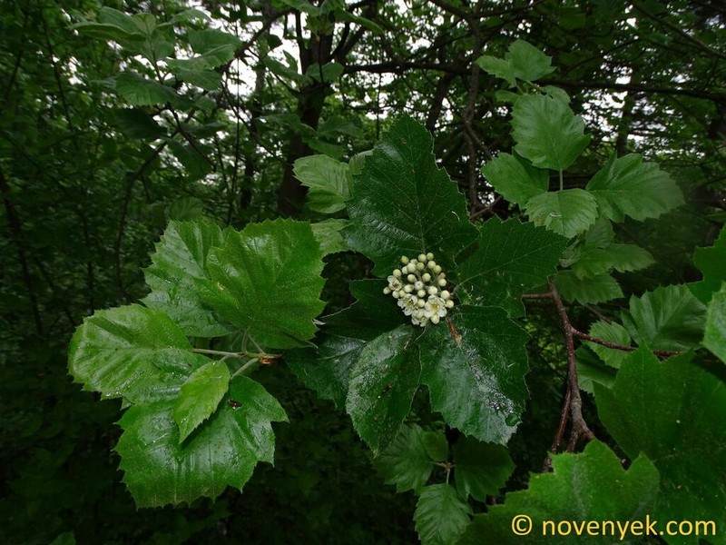 Karpatiosorbus gayeriana