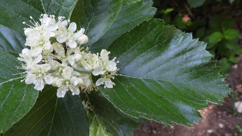 Karpatiosorbus gayeriana photo 2