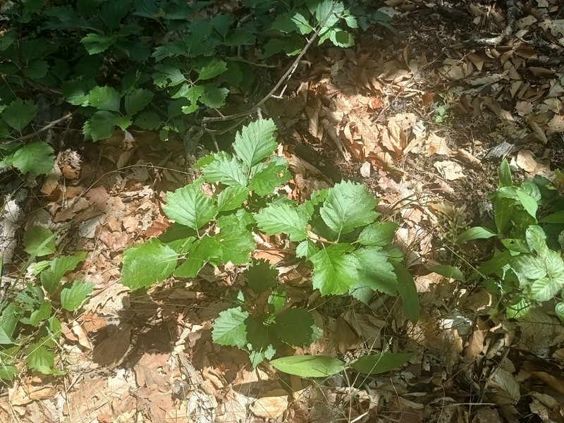 Karpatiosorbus gemella