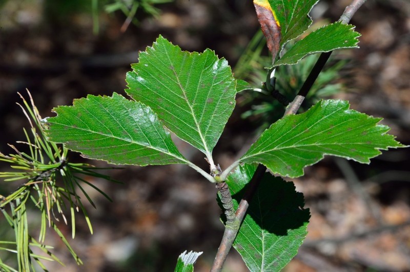 Karpatiosorbus gemella photo 2