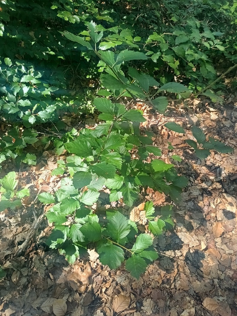 Karpatiosorbus gemella photo 3