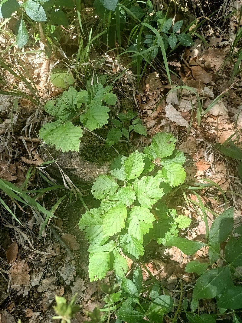 Karpatiosorbus gemella photo 4