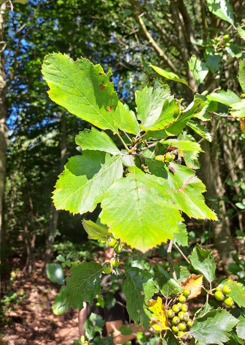 Karpatiosorbus gemella photo 5