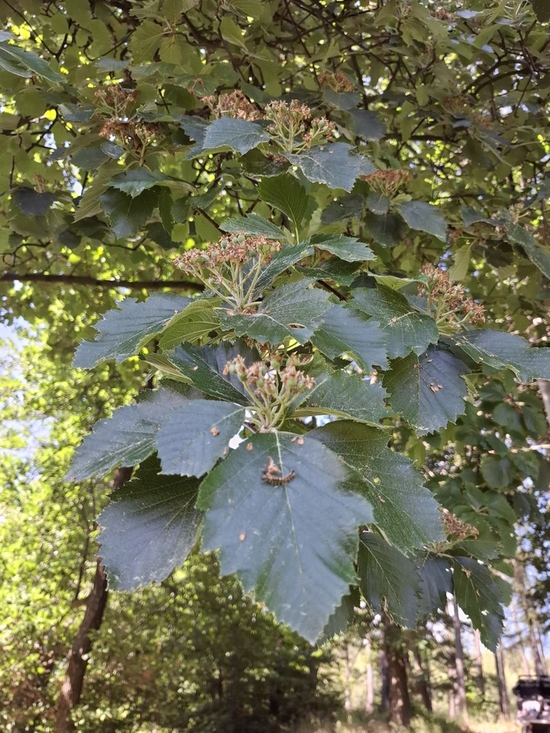 Karpatiosorbus gemella photo 6