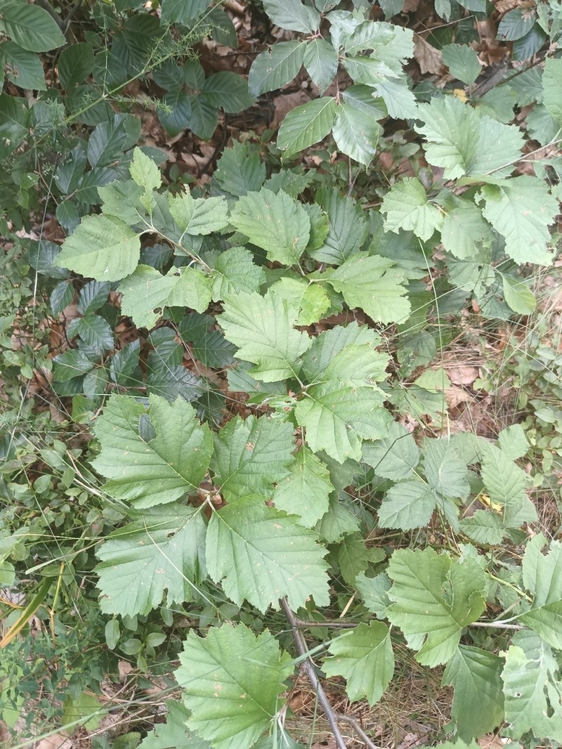 Karpatiosorbus gemella photo 7