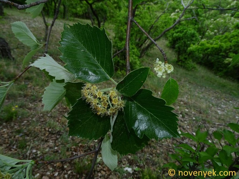 Karpatiosorbus gerecseensis