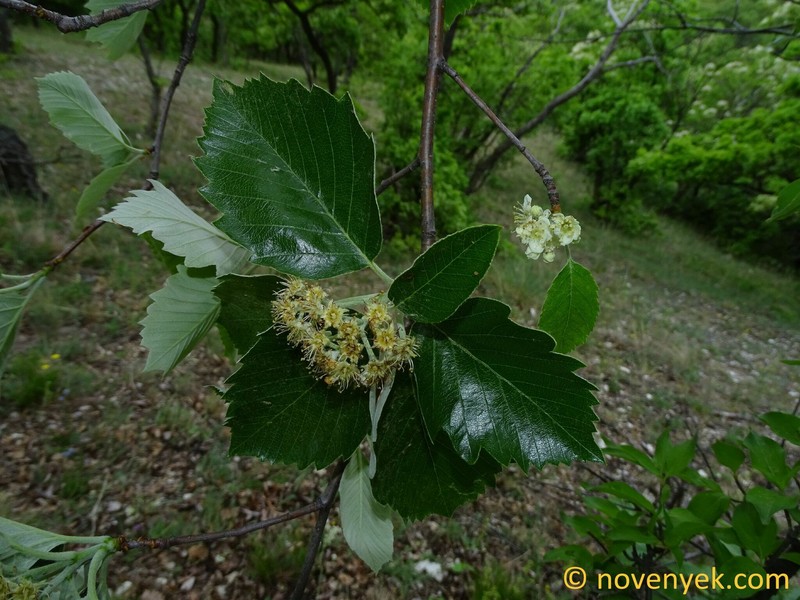 Karpatiosorbus gerecseensis photo 2
