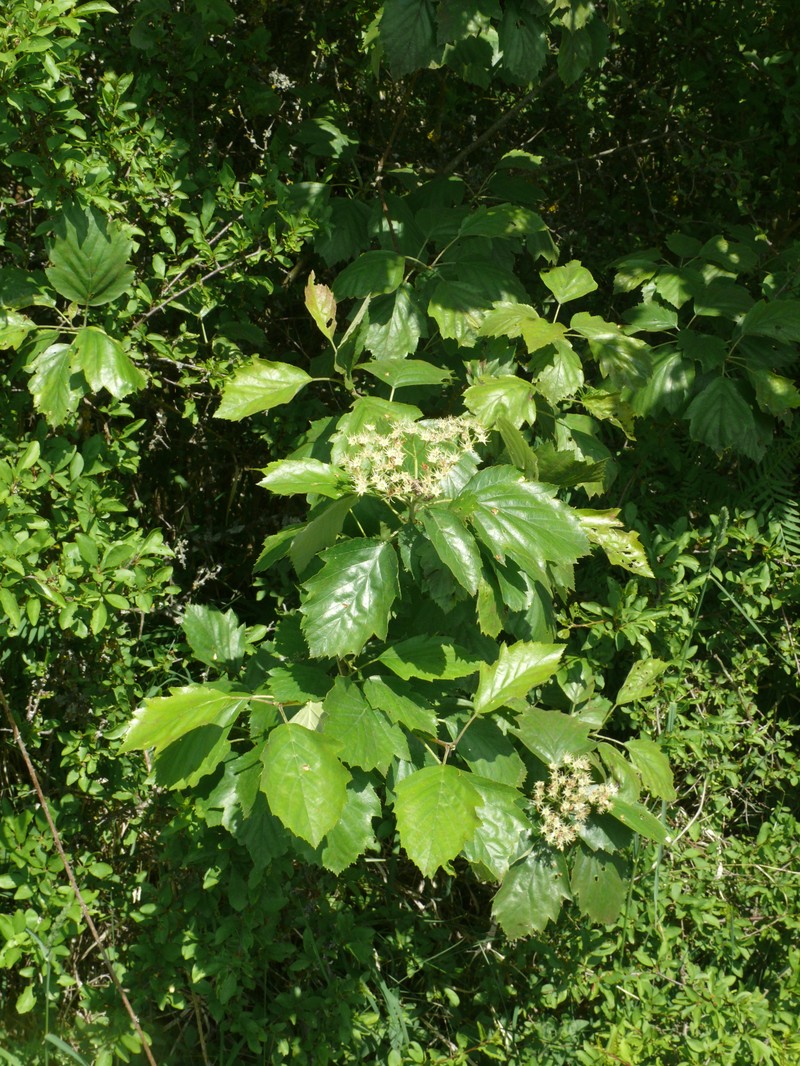 Karpatiosorbus griseotormaria