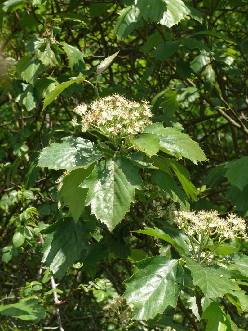 Karpatiosorbus griseotormaria photo 2