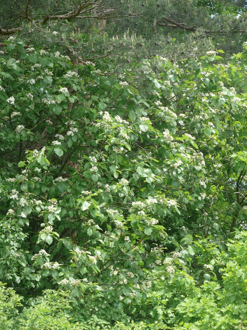Karpatiosorbus griseotormaria photo 3