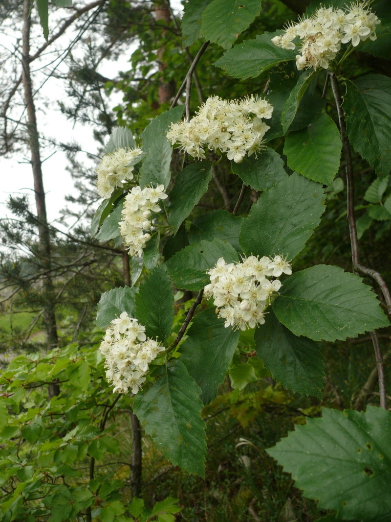Karpatiosorbus haesitans