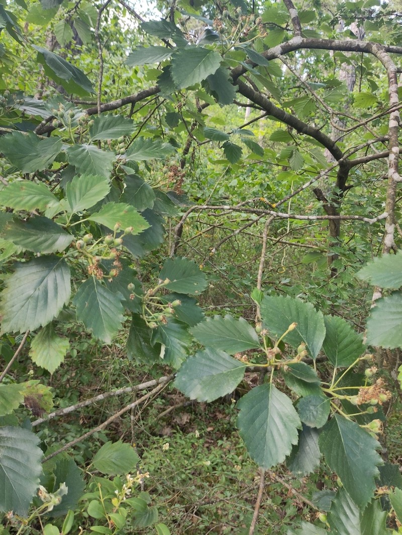 Karpatiosorbus herbipolitana