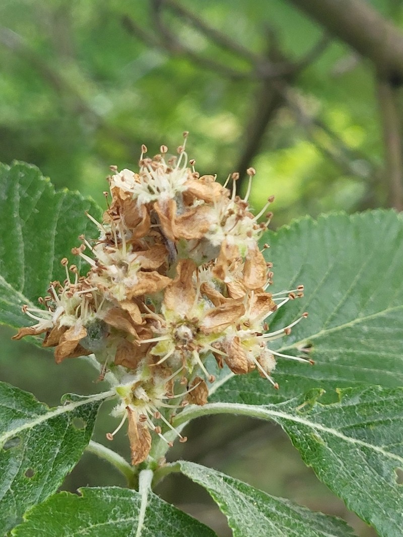 Karpatiosorbus herbipolitana photo 2