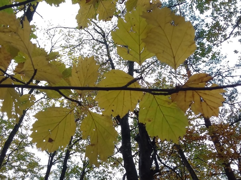 Karpatiosorbus hybrida