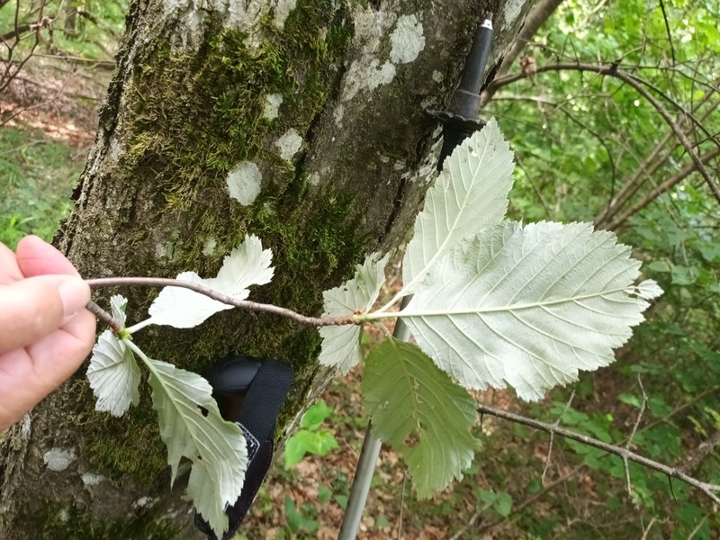 Karpatiosorbus hybrida photo 3
