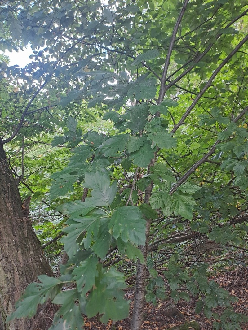 Karpatiosorbus hybrida photo 4