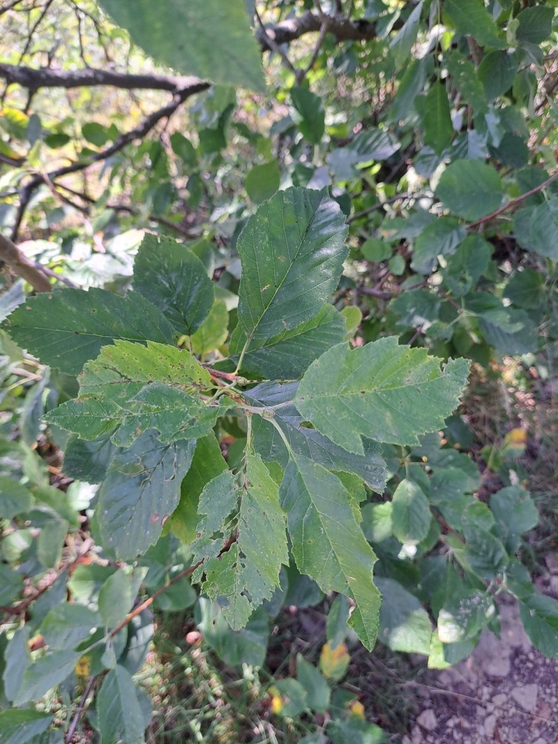 Karpatiosorbus hybrida photo 5