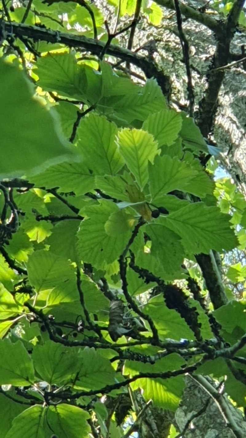 Karpatiosorbus hybrida photo 7
