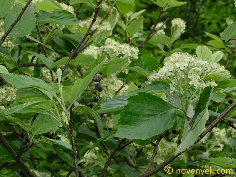 Karpatiosorbus karpatii