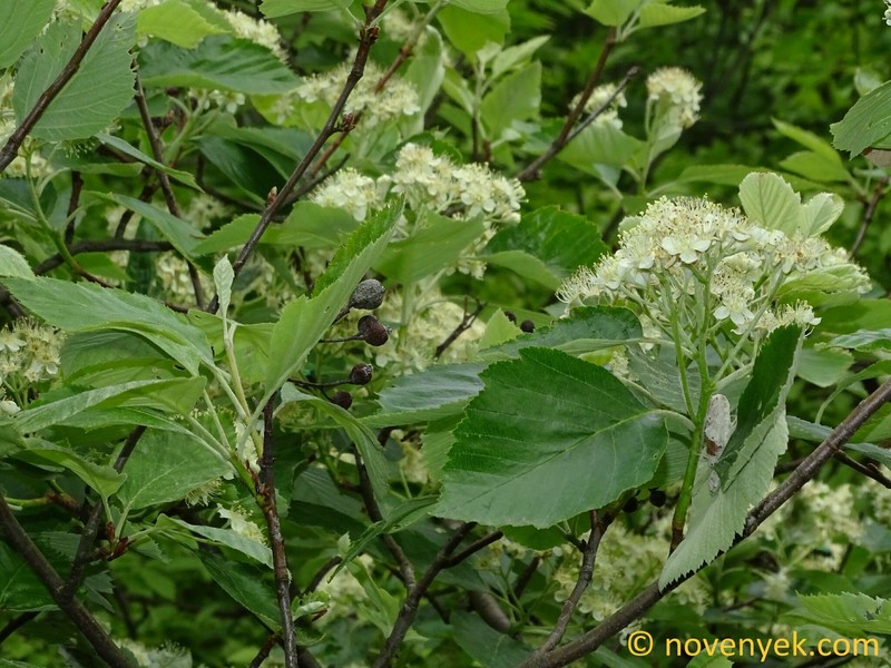 Karpatiosorbus karpatii photo 2