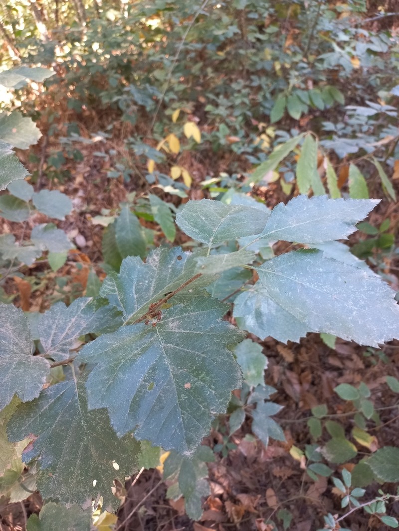 Karpatiosorbus latifolia