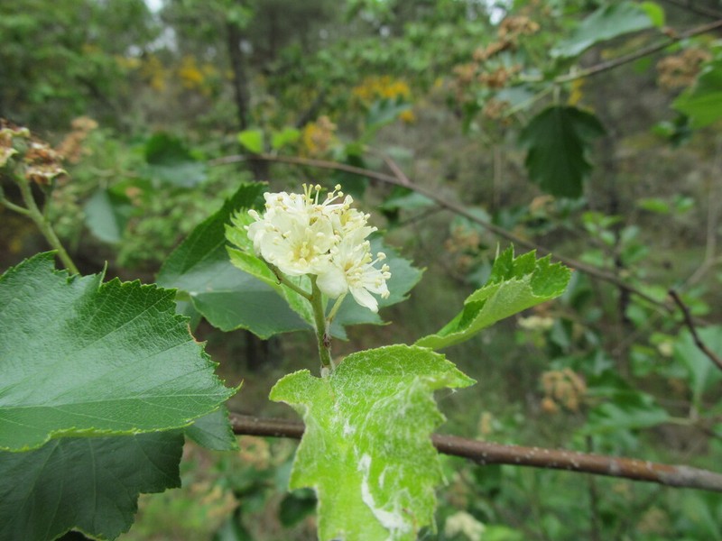 Karpatiosorbus latifolia photo 3