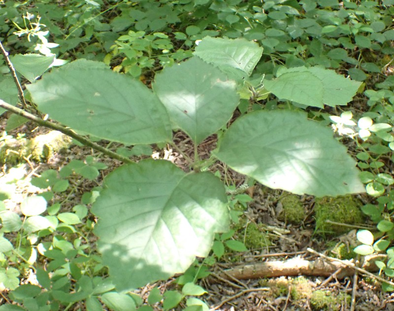 Karpatiosorbus latifolia photo 4