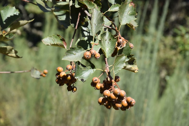 Karpatiosorbus latifolia photo 5