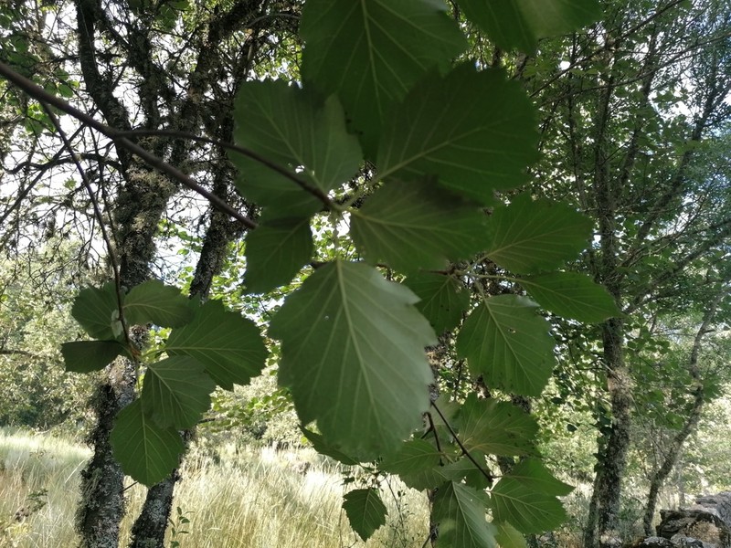 Karpatiosorbus latifolia photo 6