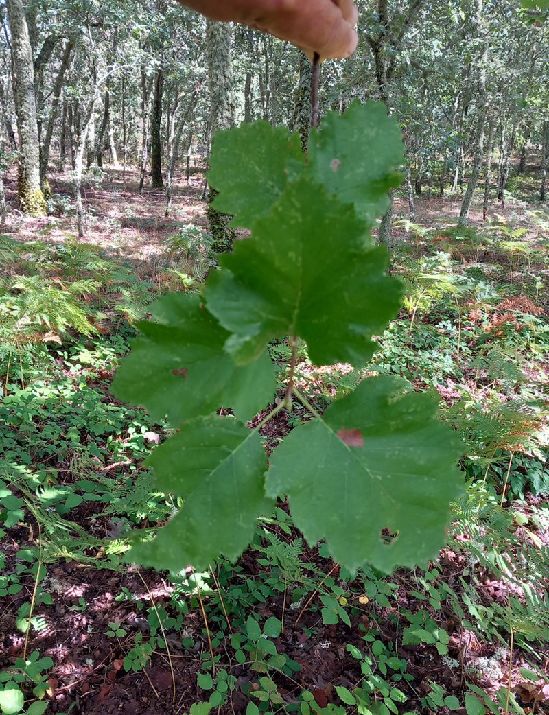 Karpatiosorbus latifolia photo 7