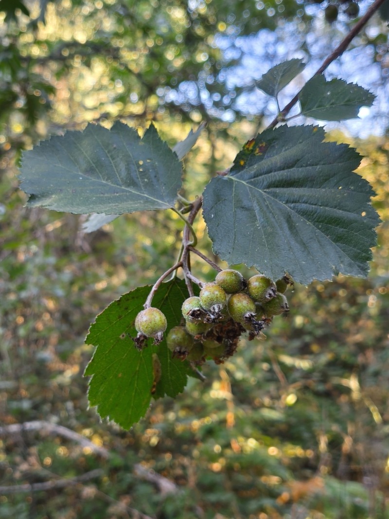 Karpatiosorbus latifolia photo 8