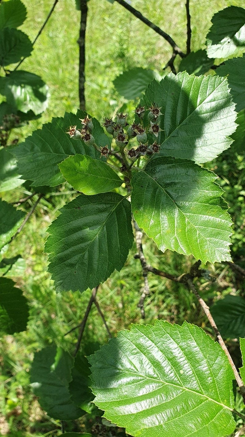 Karpatiosorbus meierottii