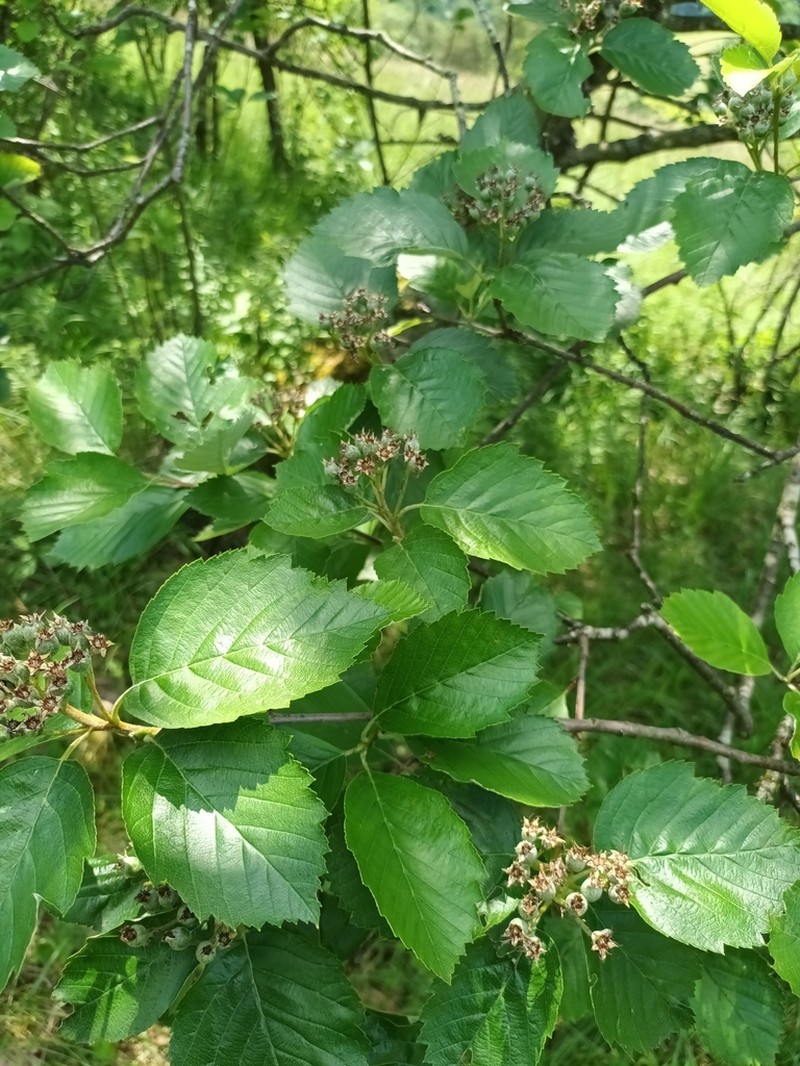 Karpatiosorbus meierottii photo 2