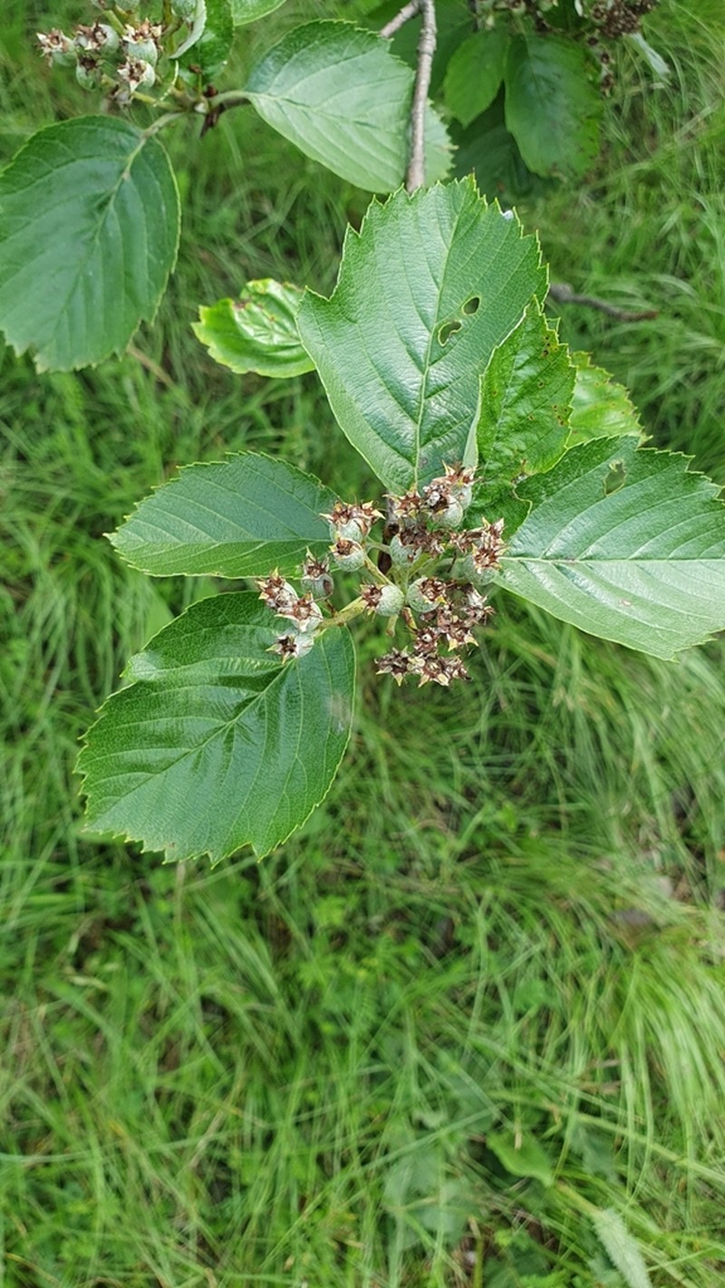 Karpatiosorbus meierottii photo 4