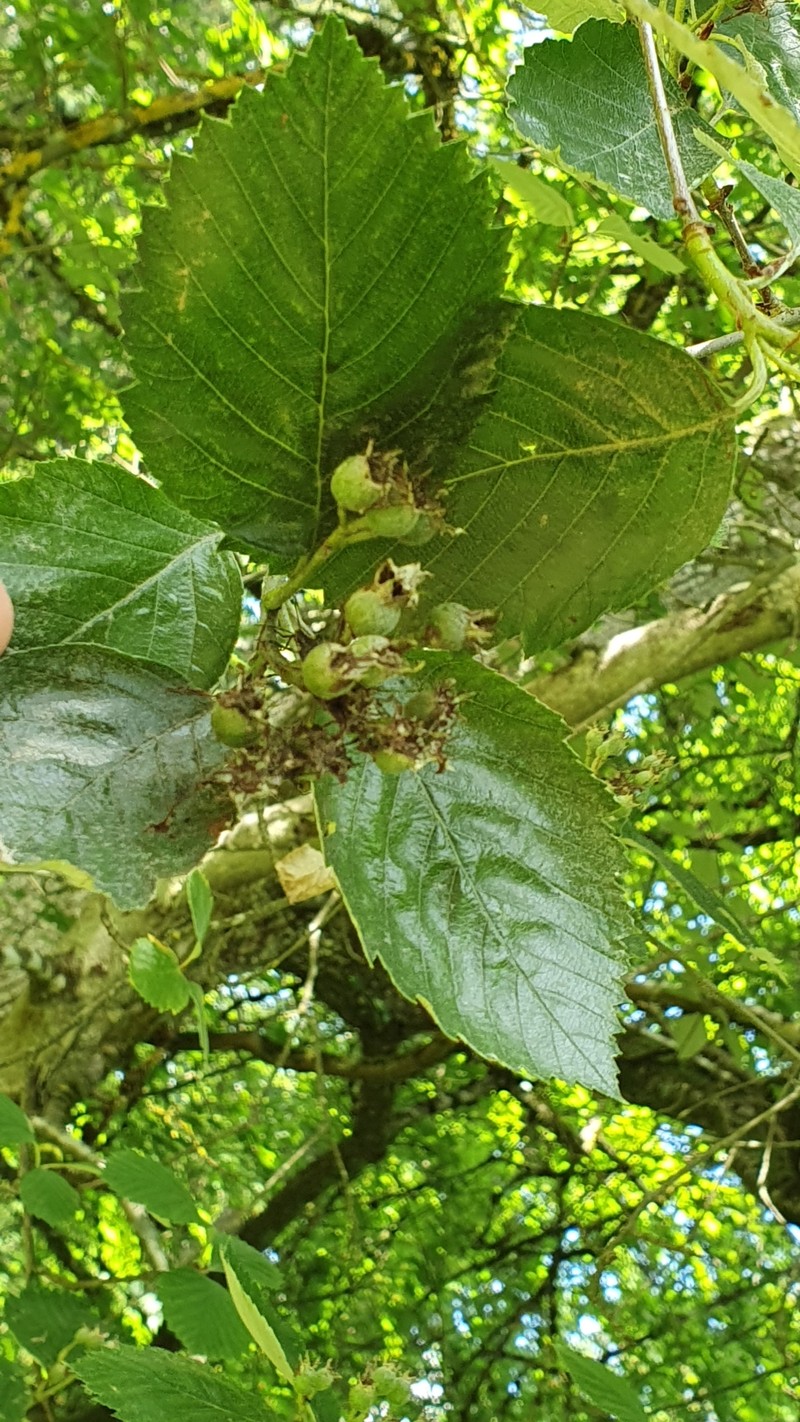 Karpatiosorbus meierottii photo 6