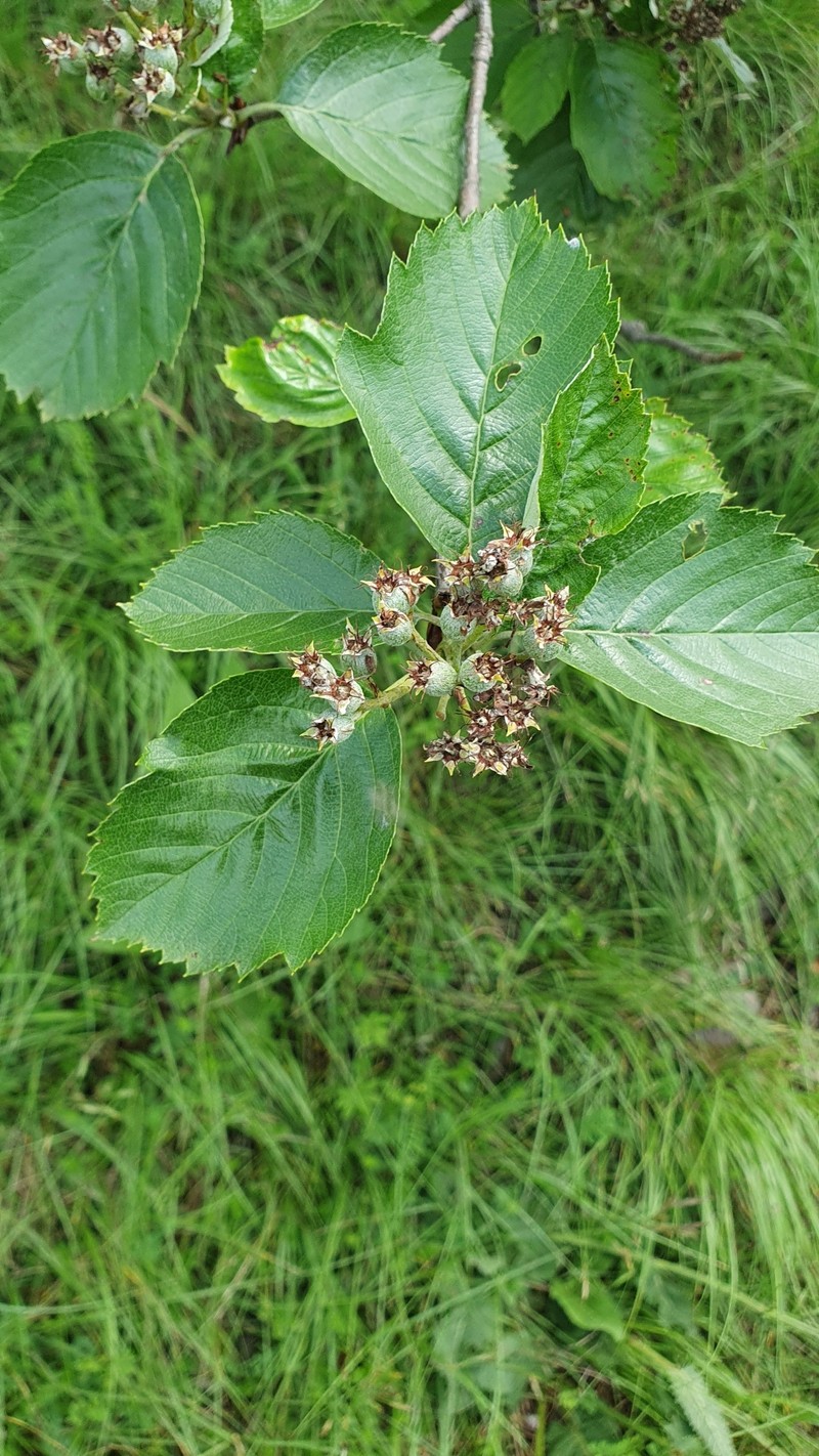 Karpatiosorbus meierottii photo 7