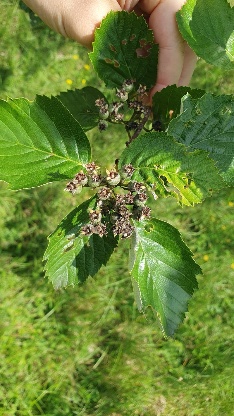 Karpatiosorbus meierottii photo 8
