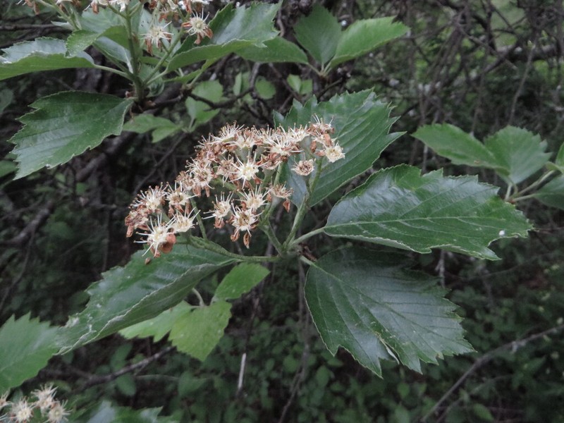 Karpatiosorbus mergenthaleriana