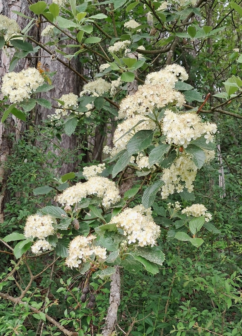 Karpatiosorbus meyeri