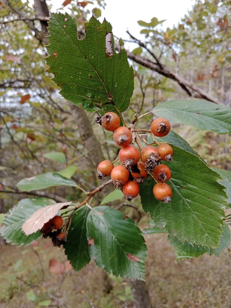 Karpatiosorbus meyeri photo 2
