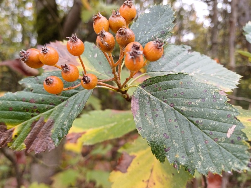 Karpatiosorbus meyeri photo 3