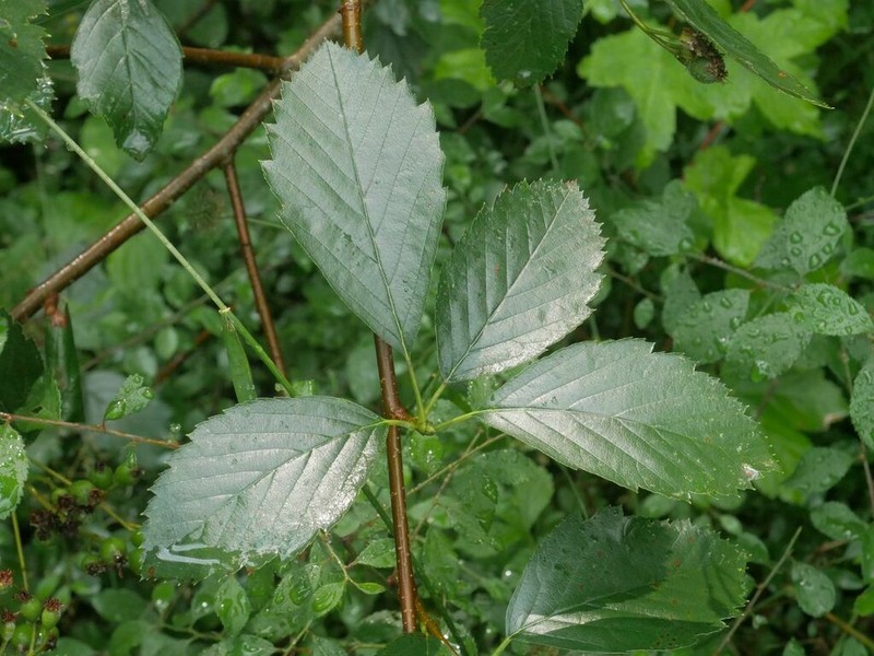 Karpatiosorbus meyeri photo 4